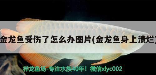 龍魚缸的標(biāo)準(zhǔn)尺寸是多少：龍魚受傷后如何快速恢復(fù) 龍魚百科 第1張