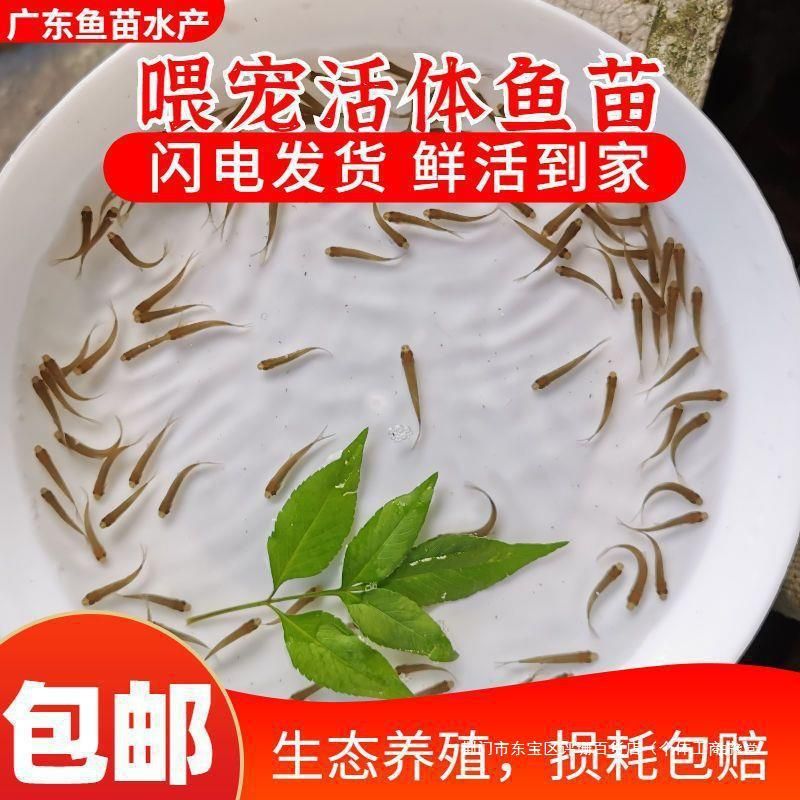 龍魚只吃飼料不吃小蝦小魚 龍魚百科 第1張