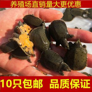 龍魚只吃飼料不吃小蝦小魚 龍魚百科 第5張