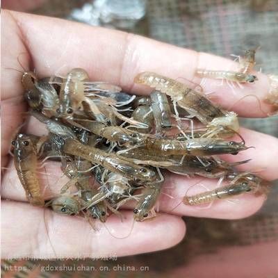 龍魚只吃飼料不吃小蝦小魚 龍魚百科 第4張