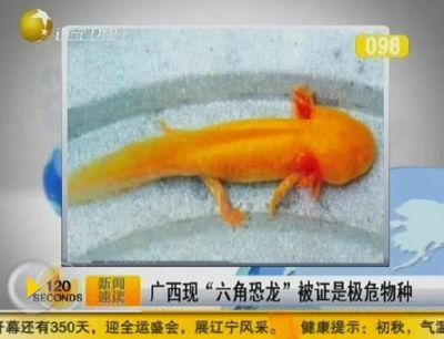 六角恐龍魚尾巴裂開出血：六角恐龍魚尾巴爛了怎么辦 龍魚百科 第3張