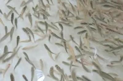 龍魚把嘴撞壞了會死嗎：銀龍魚撞缸掉鱗片不吃食物怎么辦 龍魚百科 第7張