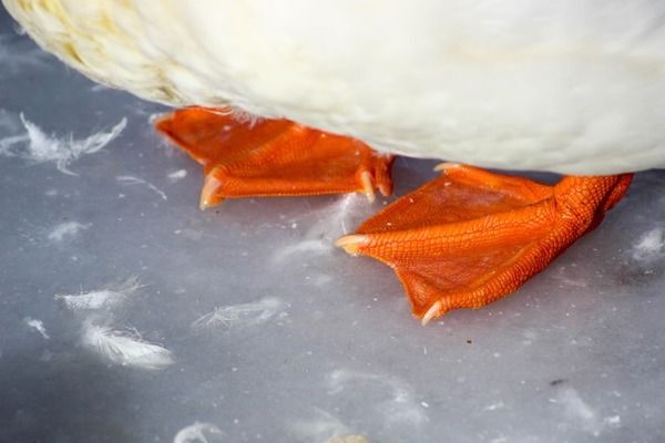 龍魚多久能長到50公分：龍魚吃什么飼料魚好 龍魚百科 第2張