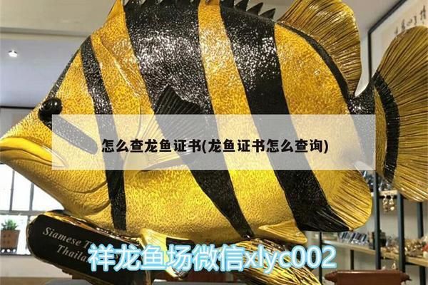 龍魚變白了怎么回事?。?-龍魚證書怎么查詢龍魚證書怎么查詢真假 龍魚百科 第11張