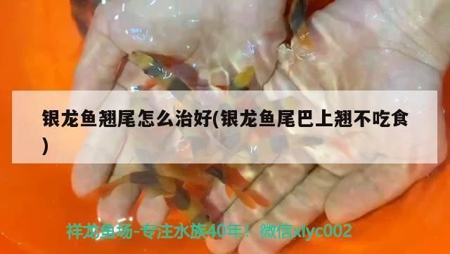 龍魚得了外寄怎么治療：龍魚不吃食怎么辦 龍魚百科 第7張