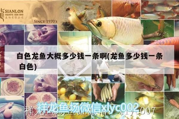 龍魚白色糞便：白色龍魚的價格因多種因素而異 龍魚百科 第6張