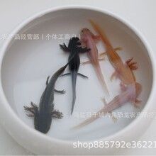 龍魚白色糞便：白色龍魚的價格因多種因素而異 龍魚百科 第12張