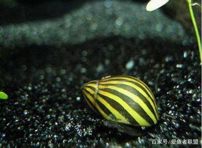 龍魚打架受傷了怎么辦：龍魚在水族箱中打架受傷后，飼養(yǎng)者需迅速采取正確的措施 龍魚百科 第1張