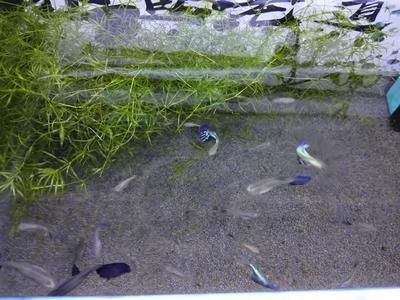 金龍魚是哪里的品牌：金龍魚品牌在哪些國家銷售金龍魚品牌是否獲得國際獎(jiǎng)項(xiàng) 水族問答 第2張