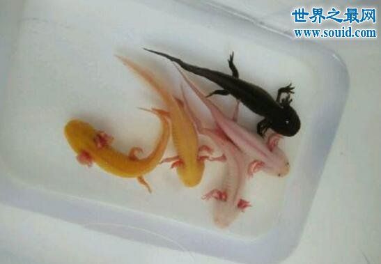 六角龍魚吃什么飼料比較好：六角龍魚一般吃什么飼料，六角龍魚吃什么食物比較好 龍魚百科 第4張