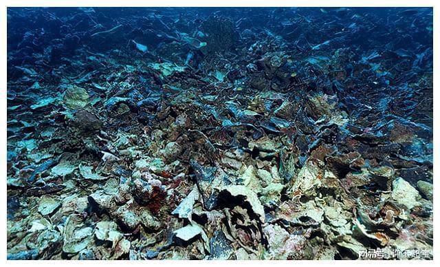 龍魚換水前需要禁食嗎：龍魚換水前不需要禁食但需要注意以下幾點(diǎn)注意事項(xiàng) 龍魚百科