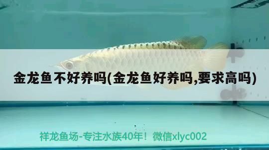 金龍魚不打氧可以嗎：(綠水養(yǎng)金魚需要打氧嗎，綠水養(yǎng)金魚需要打氧嗎 龍魚百科 第11張