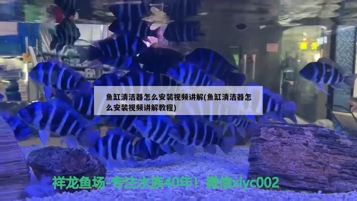 龍魚放土霉素會(huì)死嗎：關(guān)于龍魚打架的問題 龍魚百科 第12張