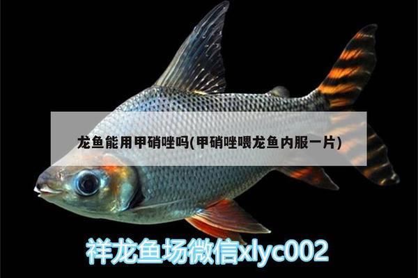 甲硝唑喂龍魚驅(qū)蟲經(jīng)驗(yàn)怎么樣：腸蟲清龍魚能用甲硝唑嗎甲硝唑喂龍魚能用甲硝唑嗎 龍魚百科 第1張