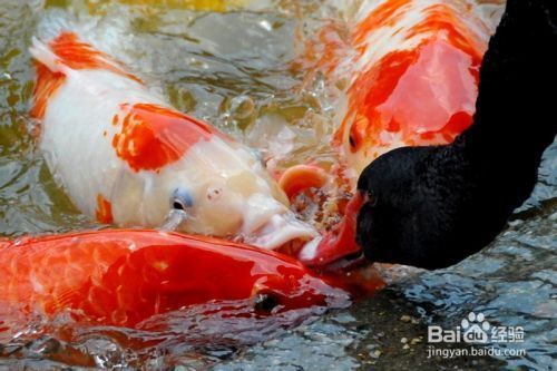 龍魚擦傷多久恢復正常：龍魚擦傷恢復時間取決于傷口的嚴重程度、水質(zhì)管理、護理措施等 龍魚百科 第1張