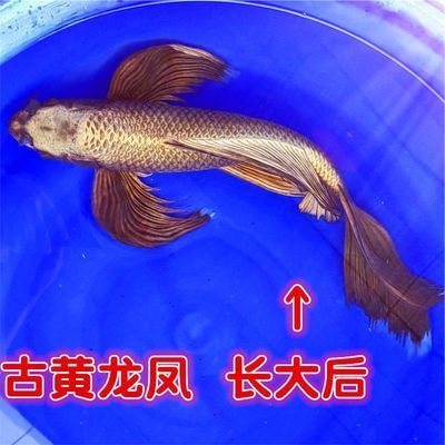 金龍魚(yú)是人工培育的嗎：金龍魚(yú)是人工培育的嗎，金龍魚(yú)的繁殖過(guò)程需要多長(zhǎng)時(shí)間 水族問(wèn)答 第1張