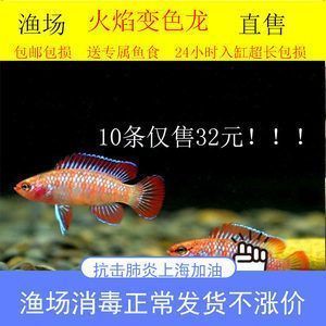 龍魚標(biāo)準(zhǔn)缸：關(guān)于龍魚顏色變化的問題 龍魚百科 第14張