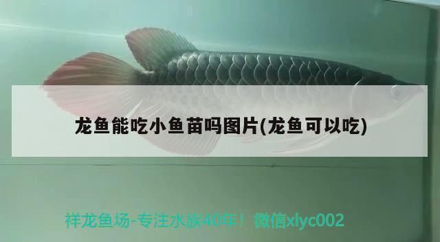 龍魚翻腮多久就硬化了正常：龍魚苗喂養(yǎng)指南 龍魚百科 第10張