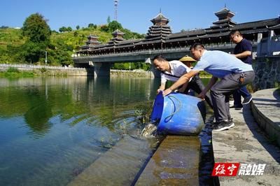 金龍魚是日本的嗎：金龍魚不是日本的，而是中國廣東省佛山市順德區(qū)的一個品牌 水族問答 第1張