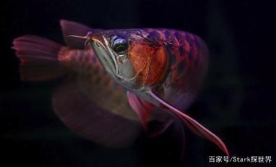 龍魚的證書：龍魚吞食異物怎么辦 龍魚百科 第10張