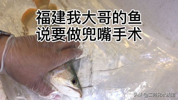 龍魚被咬傷多久能好起來：龍魚咬傷后的恢復(fù)時間 龍魚百科 第8張