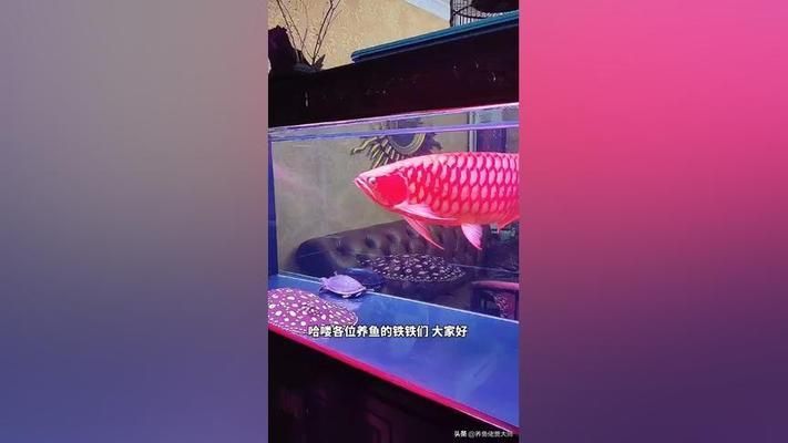 剛到家的龍魚不吃食：六角龍魚不吃東西怎么辦 龍魚百科 第3張