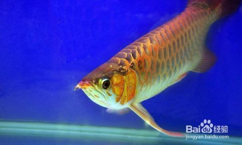 龍魚翻腮多久才能好：龍魚可以吃魚飼料嗎 龍魚百科 第4張