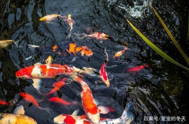 龍魚(yú)爛鱗怎么治：如何治療龍魚(yú)爛鱗問(wèn)題 龍魚(yú)百科 第2張