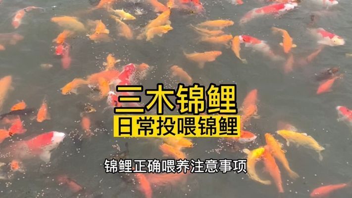 金龍魚是誰(shuí)生產(chǎn)的：金龍魚在國(guó)內(nèi)外市場(chǎng)表現(xiàn)如何？ 水族問(wèn)答 第1張