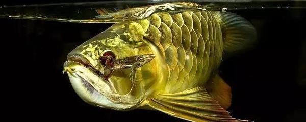 龍魚(yú)多長(zhǎng)時(shí)間檢疫一次最好：龍魚(yú)吃食一直嚼才能吃進(jìn)去 龍魚(yú)百科 第3張