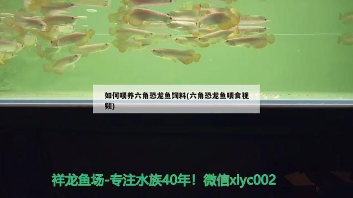 六角恐龍魚(yú)食物篇：六角恐龍魚(yú)怎么消毒 龍魚(yú)百科 第10張