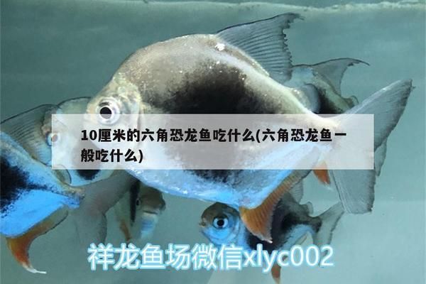 龍魚(yú)翻了還能恢復(fù)嗎：第28屆中國(guó)國(guó)際寵物水族展覽會(huì)cips)祥龍魚(yú)翻車(chē) 龍魚(yú)百科 第10張