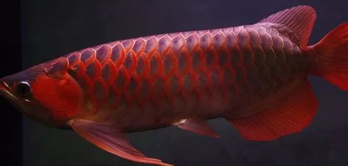 龍魚(yú)的飼養(yǎng)與鑒賞：龍魚(yú)常用藥物有哪些 龍魚(yú)百科 第2張