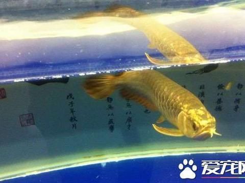 龍魚翻腮會死嗎：)-龍魚翻腮，龍魚翻鰓的作用，龍魚吃什么好 龍魚百科 第4張