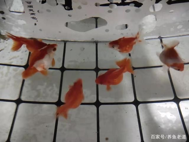 金龍魚是食肉動物嗎：金龍魚是群居還是獨居？ 水族問答 第1張