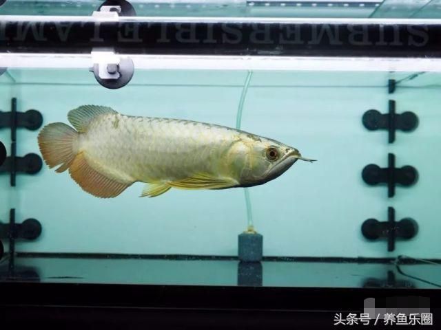 金龍魚用什么硝化細菌：養(yǎng)龍魚用什么過濾器 龍魚百科 第2張