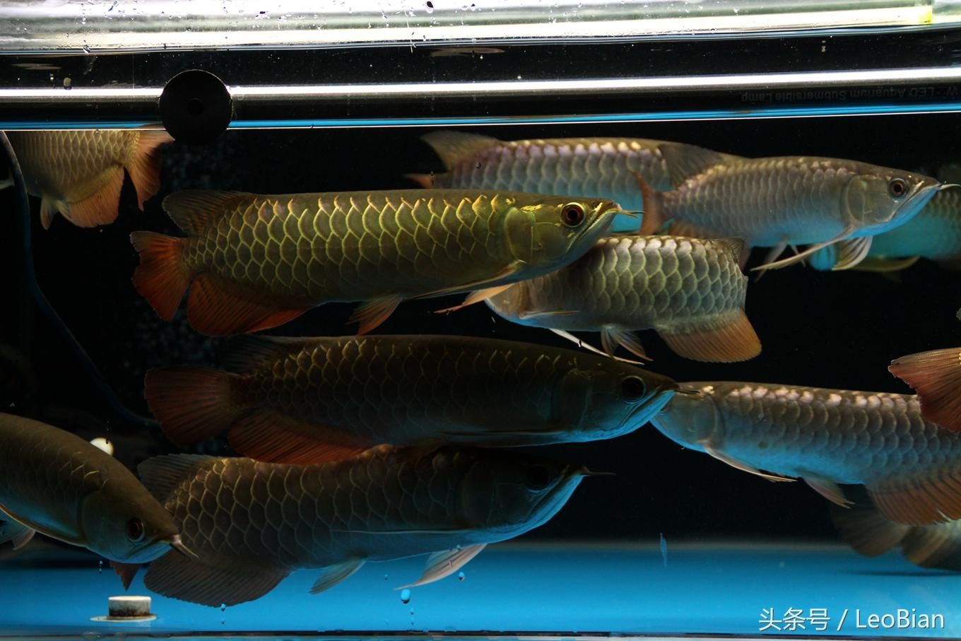 金龍魚用什么硝化細菌：養(yǎng)龍魚用什么過濾器 龍魚百科 第5張