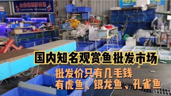 金龍魚是外國品牌嗎：金龍魚品牌是外國品牌嗎？ 水族問答 第1張