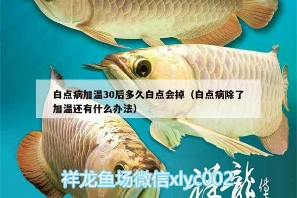 龍魚(yú)白點(diǎn)病和水霉病的區(qū)別：養(yǎng)龍魚(yú)白點(diǎn)病的注意事項(xiàng) 龍魚(yú)百科 第3張