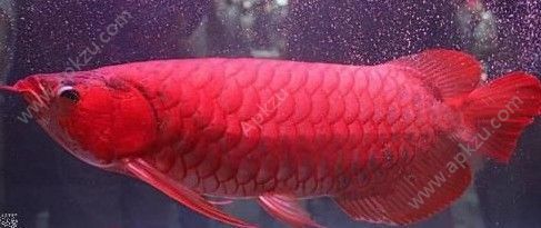 血紅龍魚大概多少錢一條?。貉t龍魚價(jià)格根據(jù)尺寸和顏色不同而有所差異 紅龍魚百科 第1張