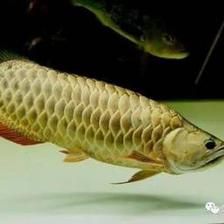 龍魚的飼養(yǎng)成本：養(yǎng)龍魚的注意事項 龍魚百科 第1張