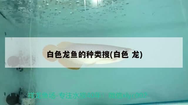 純白色的龍魚(yú)叫什么：白金龍魚(yú)，白金龍魚(yú)的品牌等級(jí)劃分表最新消息:紅龍魚(yú) 龍魚(yú)百科 第7張