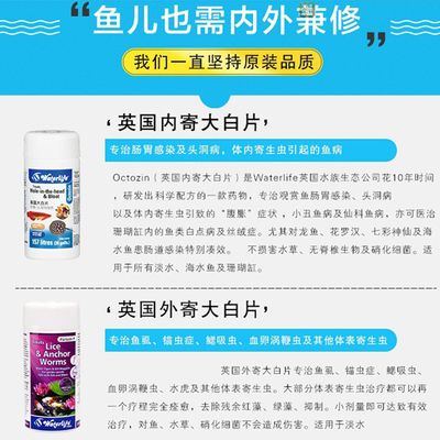 龍魚掉了一片鱗要升溫加鹽嗎：龍魚吃了大白片會怎么樣 龍魚百科 第4張