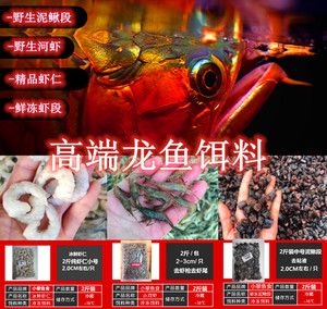 龍魚的嘴撞傷了會死嗎：龍魚吃海蝦對龍魚的影響 龍魚百科 第4張