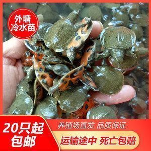 龍魚的魚缸：龍魚吃小魚多久能消化完畢，龍魚吃小魚多久能消化掉 龍魚百科 第5張