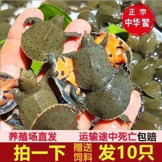 龍魚的魚缸：龍魚吃小魚多久能消化完畢，龍魚吃小魚多久能消化掉 龍魚百科 第4張