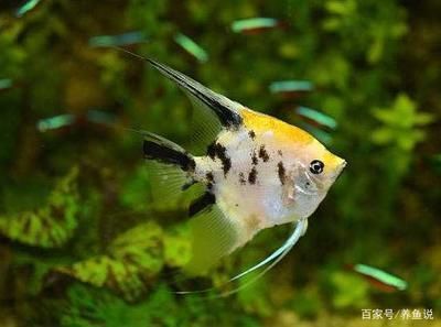 龍魚的魚缸：龍魚吃小魚多久能消化完畢，龍魚吃小魚多久能消化掉 龍魚百科 第11張