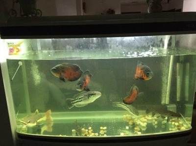 金龍魚適合吃什么飼料好：關(guān)于金魚飼料選擇的五個疑問句 水族問答 第1張