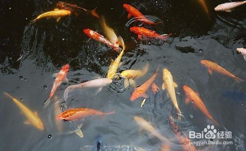 金龍魚適合單養(yǎng)還是混養(yǎng)：金魚適合單養(yǎng)還是混養(yǎng) 水族問答 第2張