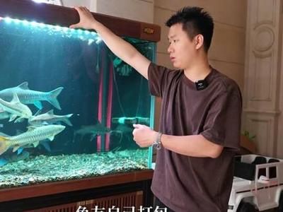 龍魚吃魚苗嗎：龍魚怎么打包裝 龍魚百科 第2張